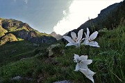 14 Giglio di monte (Paradisea liliastrum) con vista in Valletto